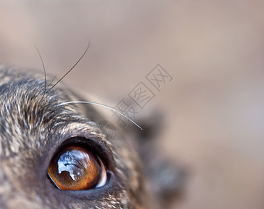狗的眼睛犬类斑点宠物棕色背景图片