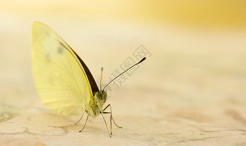 小白蝴蝶昆虫宏观天线黄色野生动物白色粉色小白菜翅膀图片