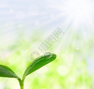 有小滴子的年轻植物发芽生态环境动画生长太阳树苗幼苗背景叶子图片