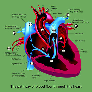 血流穿过心脏图片