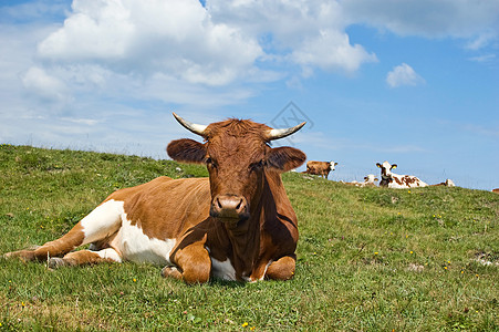 牧草中放松的牛牛图片