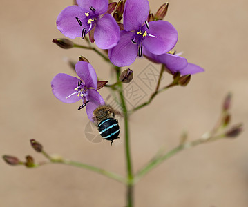 澳大利亚野花木兰和本地独生蜜蜂阿马吉利亚图片