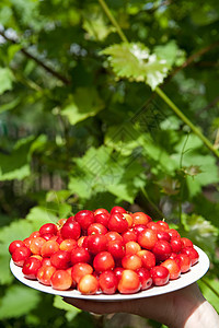 美味樱桃水果浆果花园甜点维生素保健盘子卫生阳光营养图片