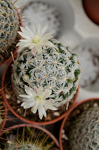 白仙人掌开花叶子植物雌蕊沙漠花园荆棘尖刺生长植被植物学自然高清图片素材