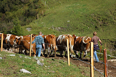 牧牛牛奶奶牛奶制品动物草原蹄子牛角工作牧场库存图片