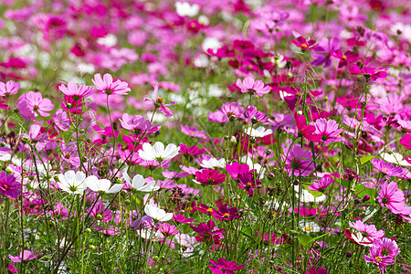 粉红宇宙花朵公园场地叶子季节花园植物雏菊紫色农村图片