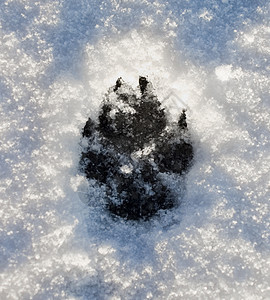 雪上的狗脚印图片
