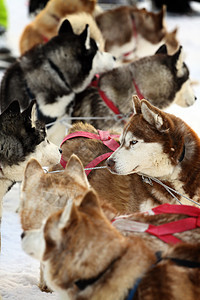 西伯利亚雪橇犬白色动物毛皮运动哺乳动物雪橇犬类宠物团队朋友图片