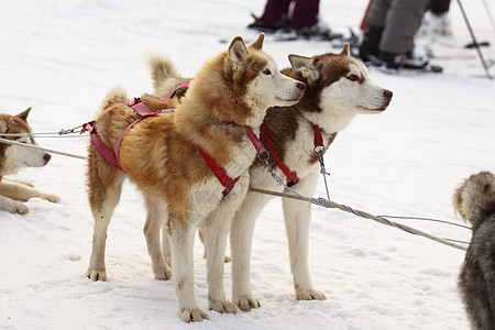 西伯利亚雪橇犬犬类朋友宠物白色毛皮哺乳动物团队雪橇动物运动图片