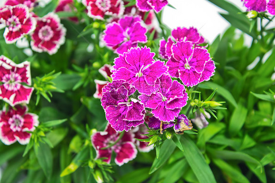 迪安图斯巴巴巴的花朵红色叶子季节石竹花团体绿色石竹宏观植物场地图片