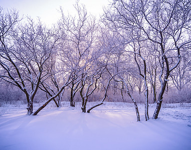 寒冷的雪中冬季森林 阳光照耀着树木图片