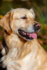 黄金寻金动物爪子长毛犬类毛皮耳朵哺乳动物眼睛朋友鼻子图片