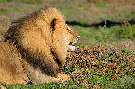 喀拉哈里狮在阿多大象国家公园鬃毛荒野狮子葛子男性捕食者动物群野生动物国王沙漠图片