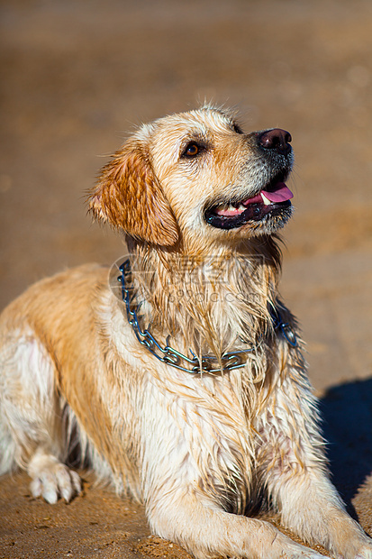 黄金寻金猎犬停留动物训练哺乳动物犬类鼻子快乐微笑耳朵图片