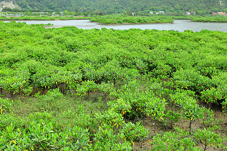红树林沼泽野生动物河口海洋根茎美丽叶子森林荒野红树图片