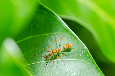 蚂蚁模仿蜘蛛     雄性图片