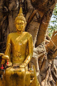 古佛祖地标雕像崇拜历史性精神黄色文化寺庙旅行扫管图片