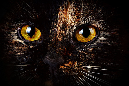 黄猫的眼睛好奇心毛皮脊椎动物头发宠物猫科动物爪子晶须虎斑食肉图片