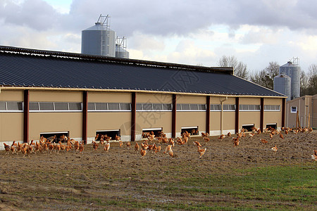 养鸡场家禽屠夫生产母鸡动物农业商业食物农民筒仓图片
