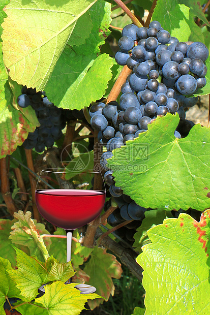 葡萄酒葡萄园藤蔓葡萄酒吧餐厅酒店种植白酒水果杂志图片