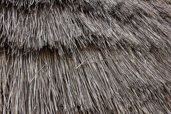 草根屋顶背景木头部落分支机构茅草假期小屋旅游棕榈庇护所太阳图片
