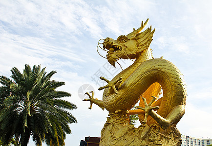 在泰国普吉的中国金龙雕像雕塑旅游动物寺庙祷告金子建筑学装饰品力量小路图片