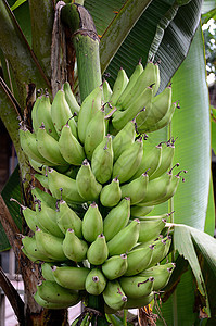 树上绿色香蕉天性国家食物水果农村农业图片