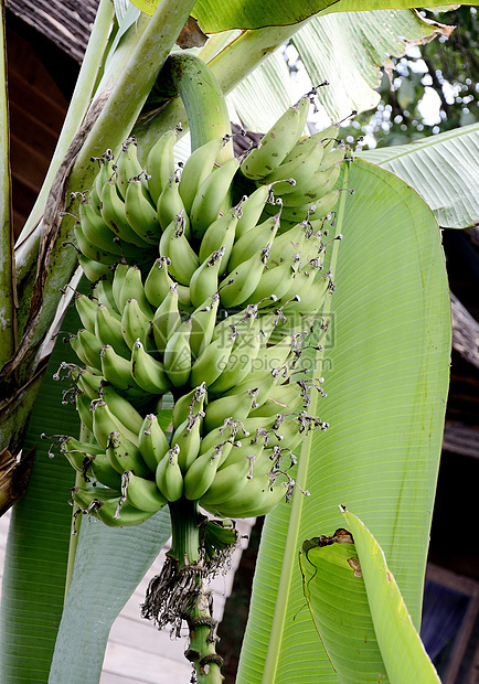 树上绿色香蕉农业水果国家食物天性农村图片