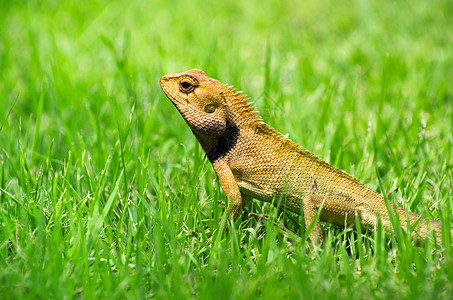 蜥蜴脊柱环境绿色寺庙爬虫宏观花园野生动物红色黄色背景图片