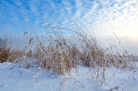 冬季风景树木场景白色雪花森林仙境旅行季节雪堆蓝色图片