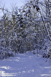 冬季场景木头风景雪堆森林薄片雪花冻结踪迹寒冷荒野图片