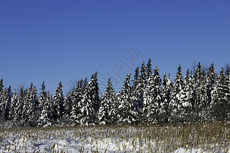 冬季场景季节降雪雪堆暴风雪公园寒冷树木荒野天气冻结图片