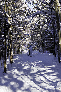 冬季场景美丽暴风雪树木雪花寒冷荒野冻结降雪雪堆森林图片