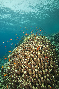 红海的鱼类和热带珊瑚礁射线海洋盐水蓝色太阳光异国潜水珊瑚生活阳光图片