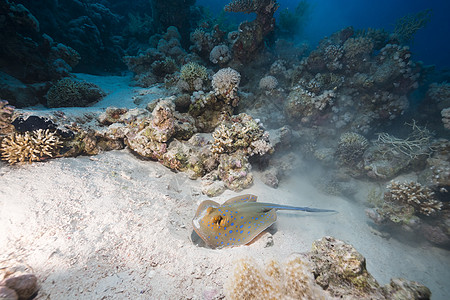 红海的蓝斑刺和热带珊瑚礁天堂太阳光植物珊瑚海洋场景海景情调生活阳光图片