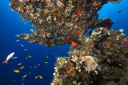 红海的蓝斑刺和热带珊瑚礁太阳太阳光盐水异国珊瑚天堂场景海洋植物情调图片