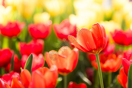 红色郁金花花花瓣季节性植物群叶子花园场地生长季节美丽绿色图片