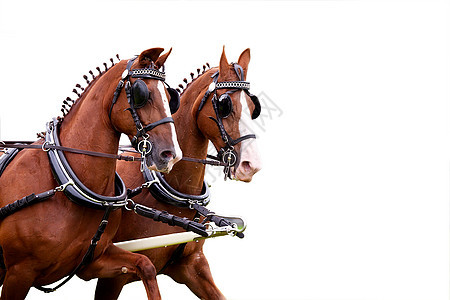 两匹骑过的马白色速度棕色竞争跑步运动动物绿色戒指背景图片