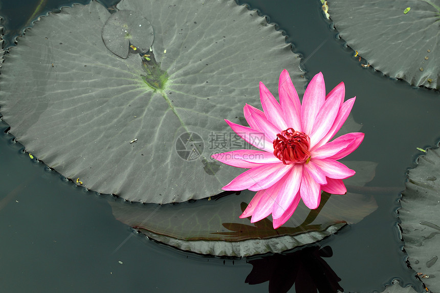 pink 莲花季节荒野花瓣池塘百合植物群反射植物学情调热带图片