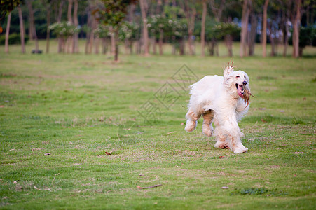 阿富汗猎犬跑狗韧性犬类草地小狗伴侣跑步头发白色动物哺乳动物图片