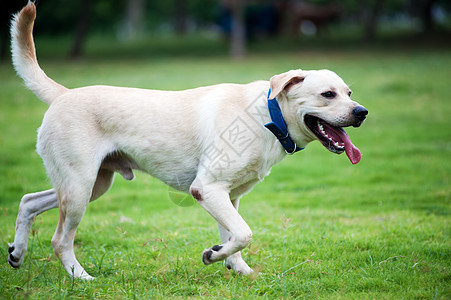 拉布拉多犬跑狗小狗犬类白色绿色宠物跑步草地公园猎犬哺乳动物图片