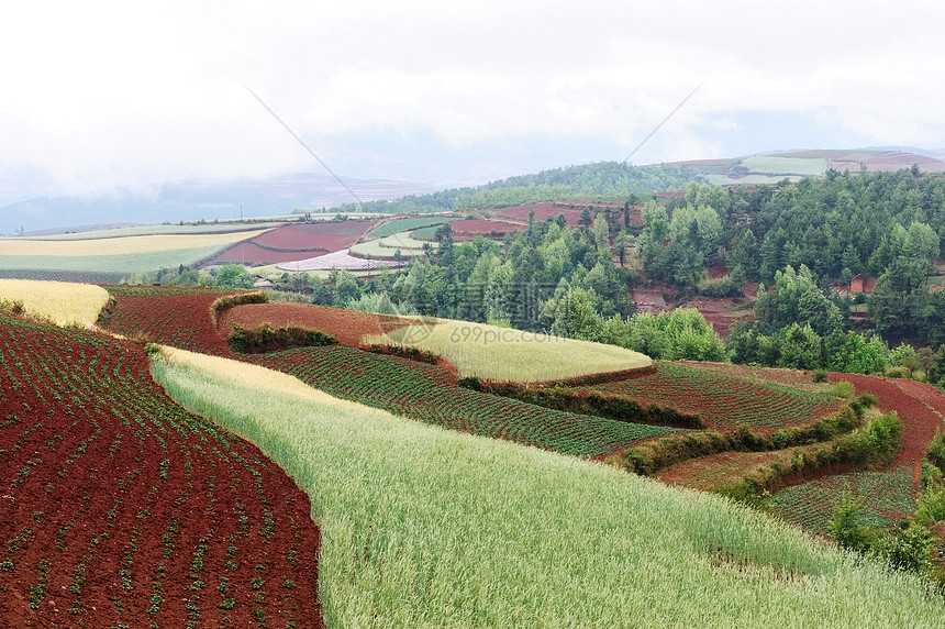 中国农村地貌小麦地球农艺耕作土地场地乡村布雷植物草地图片