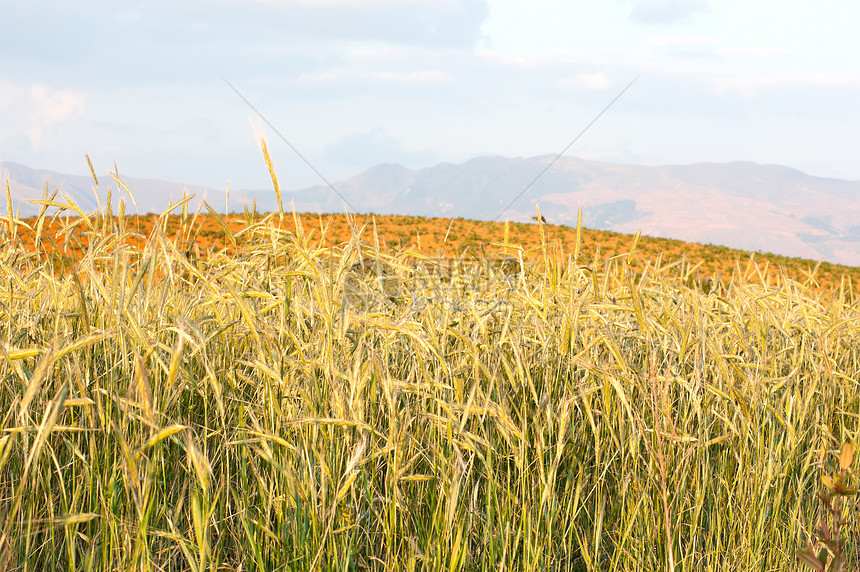 小麦田黄色大麦乡村小麦农作物农田谷物场地土地天空图片
