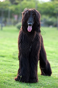 黑猎犬狗冒充宠物动物小狗公园猎犬草地犬类哺乳动物黑色图片