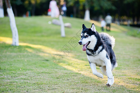 阿拉斯加马拉穆特狗哺乳动物绿色草地动物公园伴侣水平跑步小狗犬类图片