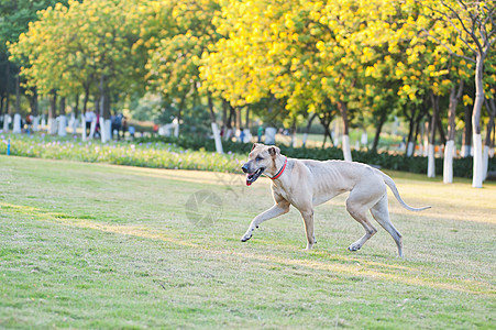 正在运行的狗狗小狗绿色伴侣犬类草地公园杂交种跑步宠物黄色图片