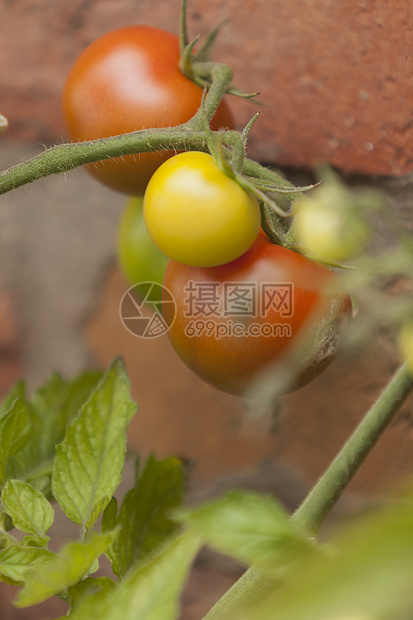 电视剧在电影节上植物藤蔓花园夏令培育水果温室沙拉生产食物图片