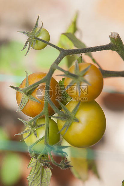 电视剧在电影节上蔬菜生产花园水果园艺夏令季节小吃藤蔓植物图片