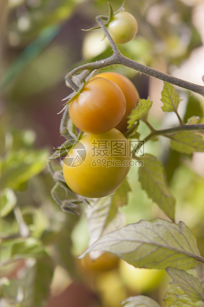 电视剧在电影节上园艺温室味道水果夏令生产季节藤蔓采摘小吃图片