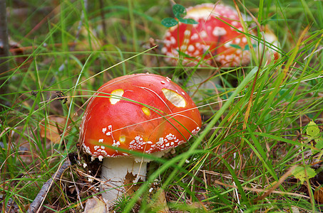 Amanita 有毒蘑菇生长侏儒森林宏观木头季节红色魔法荒野菌类图片